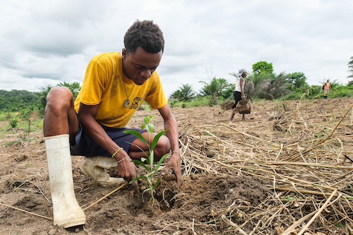 Tree Planting